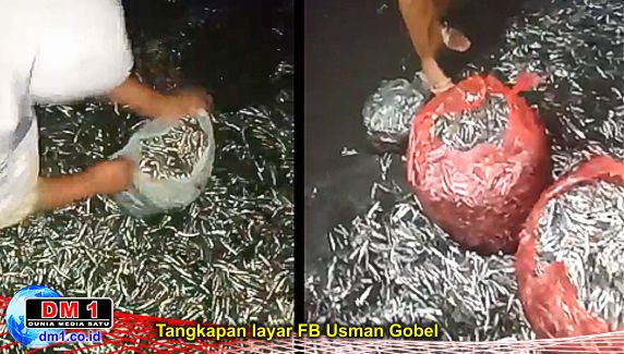 Viral, Jutaan Ikan Teri Terdampar di Pantai Wisata Desa Tolinggula